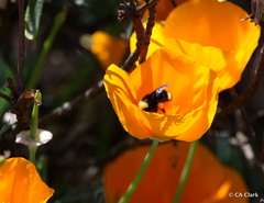 Eschscholzia californica