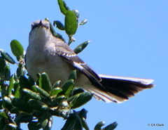 Mimus polyglottos