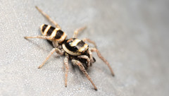 Salticus austinensis