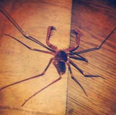 Acanthophrynus coronatus