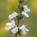Salvia apiana × mellifera - Photo (c) Eric Koberle, alguns direitos reservados (CC BY-NC), uploaded by Eric Koberle