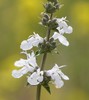 White × Black Sage Hybrid - Photo (c) Eric Koberle, some rights reserved (CC BY-NC), uploaded by Eric Koberle