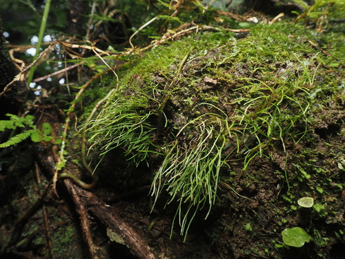 Vaginularia trichoidea observed 2024-06-03