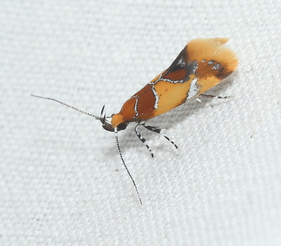 Orange-headed Callima Moth