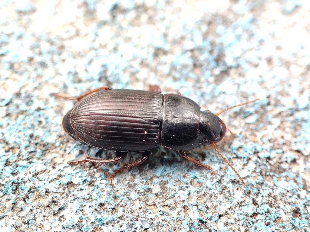 Harpalus bungii