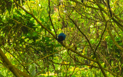 Cyanocorax melanocyaneus