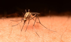 Aedes trivittatus