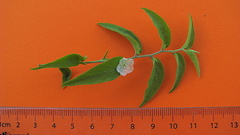 Evolvulus latifolius