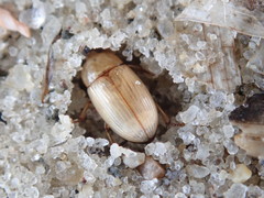 Phaleria testacea