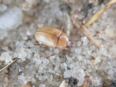 Phaleria testacea