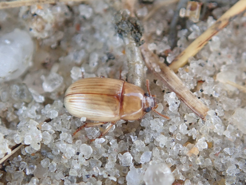 Phaleria testacea (Darkling Beetles (Tenebrionidae) of Virginia