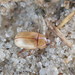 Phaleria testacea - Photo 由 Sequoia Janirella Wrens 所上傳的 (c) Sequoia Janirella Wrens，保留部份權利CC BY-NC