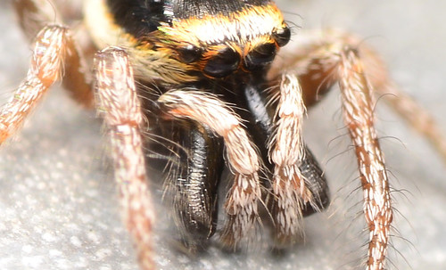 Salticus austinensis