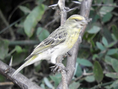 Crithagra dorsostriata