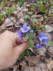 Pulmonaria