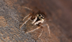 Salticus austinensis