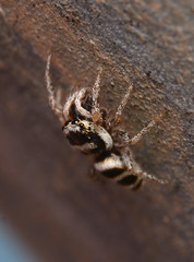 Salticus austinensis