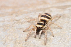 Salticus austinensis