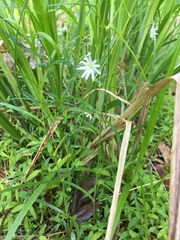Stellaria longifolia