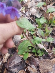 Pulmonaria