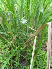 Stellaria longifolia