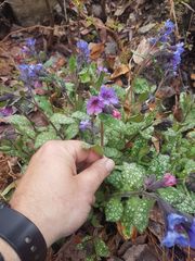 Pulmonaria