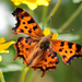 Satyr Comma - Photo (c) David Hofmann, some rights reserved (CC BY-NC-ND)