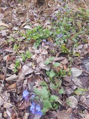 Pulmonaria