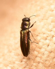 Agrilaxia