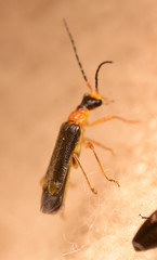 Malthininae