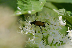 Trigonarthris atrata