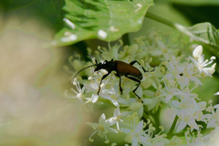 Trigonarthris atrata