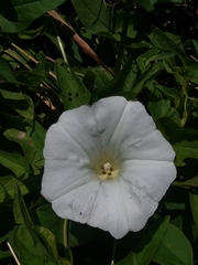 Calystegia sepium limnophila