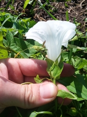 Calystegia sepium limnophila