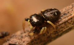 Phidippus whitmani