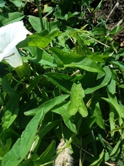 Calystegia sepium limnophila
