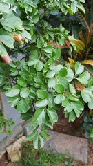 Polyscias guilfoylei