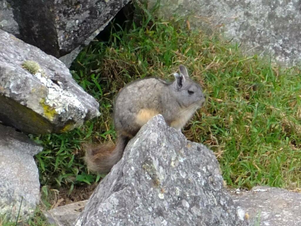 Mountain Viscacha from 08680, Peru on July 18, 2018 at 06:45 AM by ...