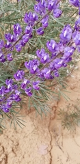 Lupinus caudatus caudatus