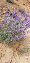 Lupinus caudatus caudatus
