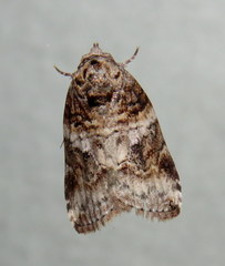 Garella vallata