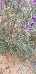 Lupinus caudatus caudatus