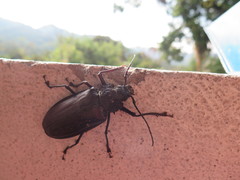 Mallodonopsis mexicanus