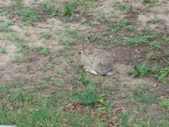 Sylvilagus nuttallii