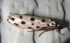 Ethmia sphaerosticha