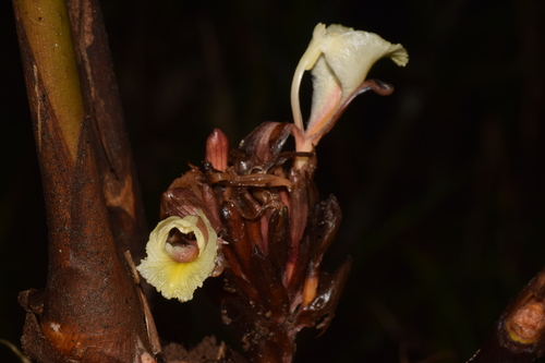 Amomum muricarpum