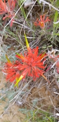 Castilleja scabrida