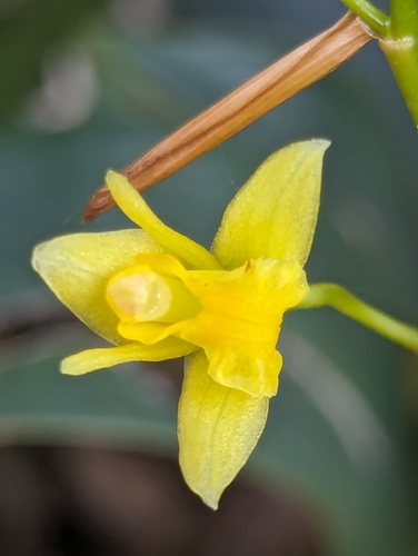 Coelogyne prolifera, photograph 5