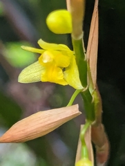 Coelogyne prolifera, photograph (c) Sagnik Dutta Roy, some rights reserved (CC BY)
