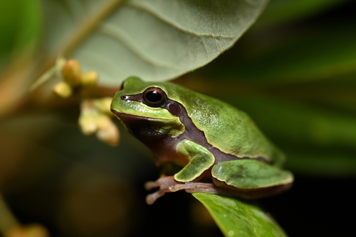 Pine barrens tree frog